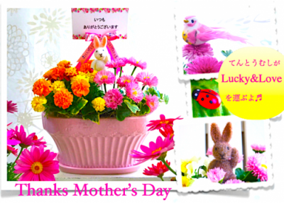 母の日 花 人気 母の日こだわり陶器のおしゃれ花鉢寄せ植えギフト Candy Pink 送料無料 花プレゼントは人気の花鉢植えギフト Yoko S Garden