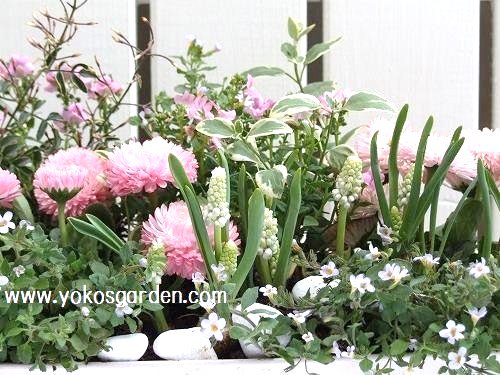 Pink系のお花 白ムスカリ寄せ植え 花プレゼントは人気のおしゃれ花鉢植え寄せ植えギフト宅配通販 Yoko S Garden