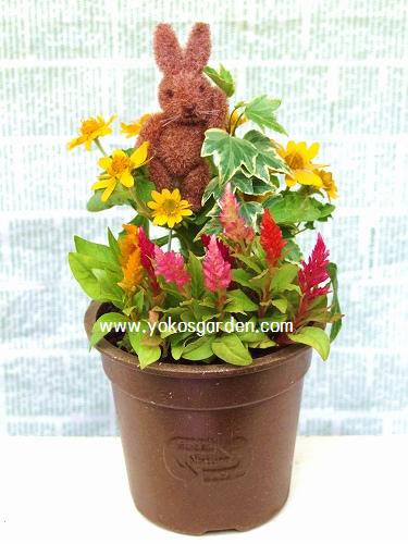夏 ケイトウ のミニサイズ寄せ植え 花プレゼントは人気のおしゃれ花鉢植え寄せ植えギフト宅配通販 Yoko S Garden