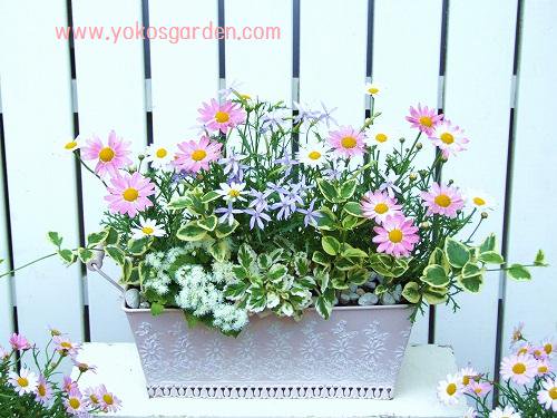 やさしいマーガレットの豪華な寄せ植え 花プレゼントは人気のおしゃれ花鉢植え寄せ植えギフト宅配通販 Yoko S Garden