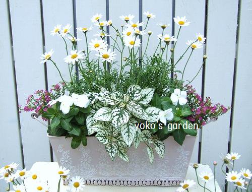 爽やかなマーガレットの豪華な寄せ植え 花プレゼントは人気のおしゃれ花鉢植え寄せ植えギフト宅配通販 Yoko S Garden