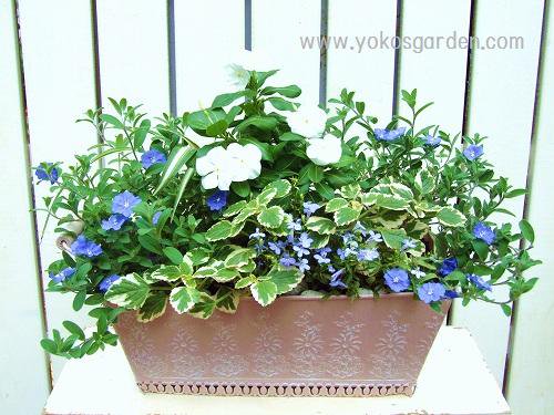 夏のアメリカンブルーの寄せ植え 花プレゼントは人気のおしゃれ花鉢植え寄せ植えギフト宅配通販 Yoko S Garden