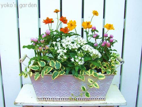 秋のかわいい可憐な寄せ植え 花プレゼントは人気のおしゃれ花鉢植え寄せ植えギフト宅配通販 Yoko S Garden