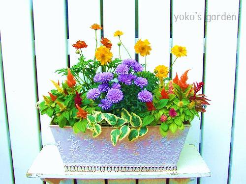 秋の豪華な寄せ植え 花プレゼントは人気のおしゃれ花鉢植え寄せ植えギフト宅配通販 Yoko S Garden