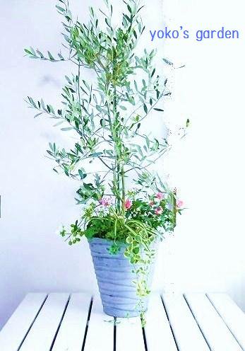 オリーブ 通販 花のプレゼントならガーデニング寄せ植えギフト通販 Yoko S Garden