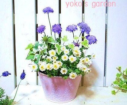 春の花ギフト 可憐な寄せ植え 花のプレゼントならガーデニング寄せ植えギフト通販 Yoko S Garden