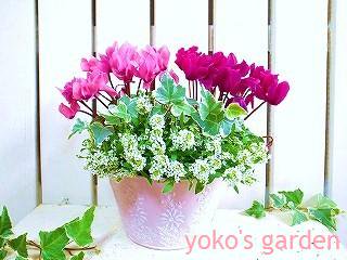華やかな高級シクラメン寄せ植え 花 プレゼント ハーブ お花の寄せ植えギフト ガーデニング寄せ植え通販 Yoko S Garden