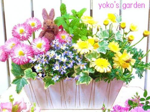 花プレゼント 人気のハーブ お花の花鉢ギフト うさぎのぴっく付き 花のプレゼントは人気の寄せ植え 鉢植えギフト通販 Yoko S Garden