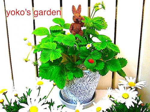 花 プレゼント 人気 幸せを呼ぶワイルドストロベリーの鉢花ギフト 花のプレゼントは人気の寄せ植え 鉢植えギフト通販 Yoko S Garden