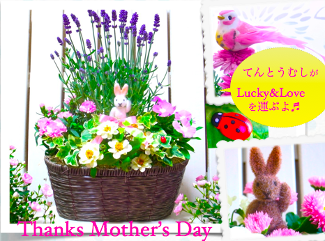 母の日 鉢 人気 母の日おしゃれラベンダー花鉢寄せ植えギフト Elegant Lavender 送料無料 花プレゼントは人気の花鉢植ギフト Yoko S Garden