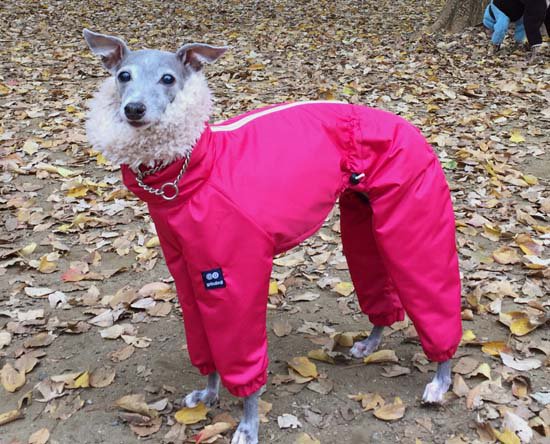 スノースーツ ピンク イタグレ イタリアングレーハウンド の洋服 Grindog