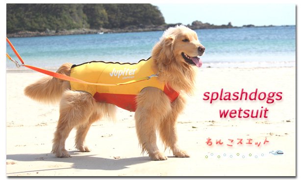 splashdogs　ウエットスーツのご紹介♪