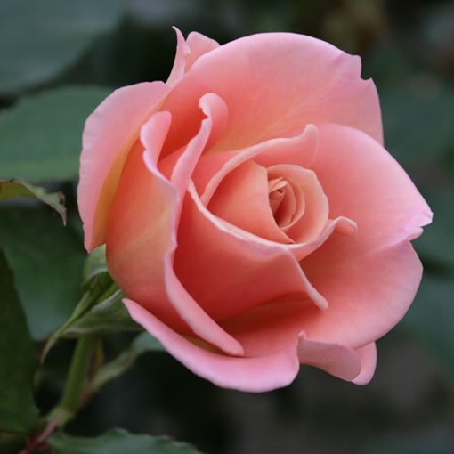 ルーベンス バラ 薔薇 の通販 花束やバラ風呂セットのオキツローズナーセリー