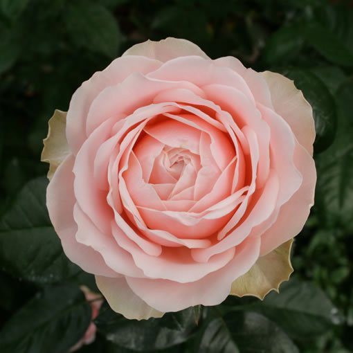 アンジェニュー バラの品種 の販売 バラ 薔薇 の専門店 オキツローズナーセリー