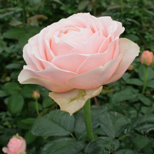 アンジェニュー バラの品種 の販売 バラ 薔薇 の専門店 オキツローズナーセリー