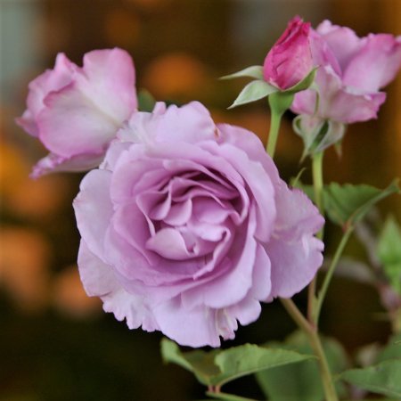 夜来香 イエライシャン Hikari Flower Organic Rose Nursery