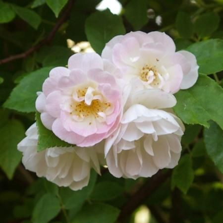 トレジャー トローブ Hikari Flower Organic Rose Nursery