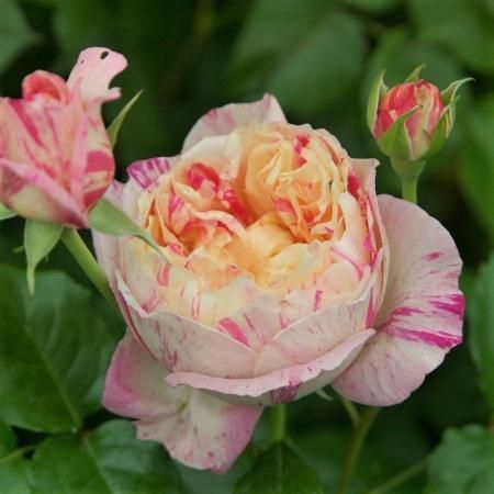 エドゥアール マネ Hikari Flower Organic Rose Nursery