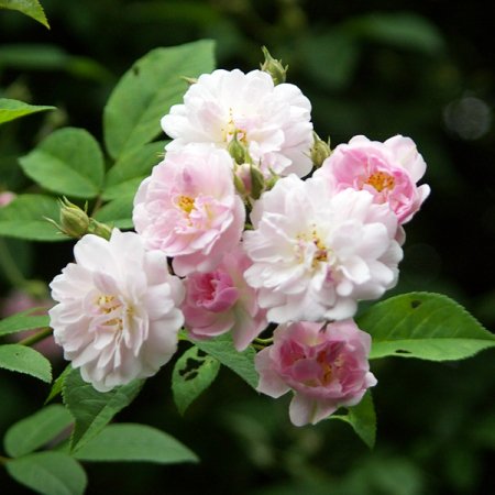 ポールズ ヒマラヤン ムスク Hikari Flower Organic Rose Nursery
