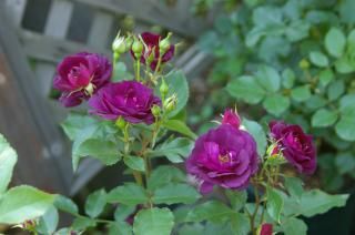 ミッドナイト ブルー Hikari Flower Organic Rose Nursery