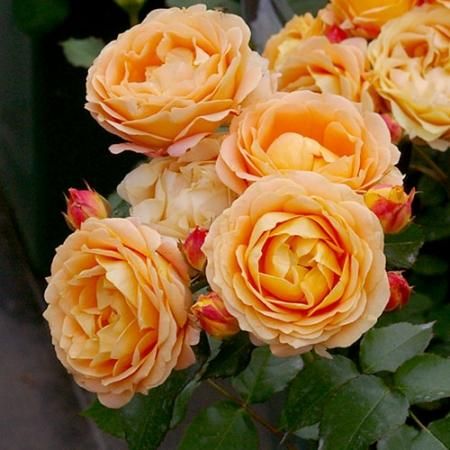 ラ ドルチェ ヴィータ Hikari Flower Organic Rose Nursery