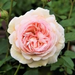 自由に遊べるバラ 半つるバラ Hikari Flower Organic Rose Nursery