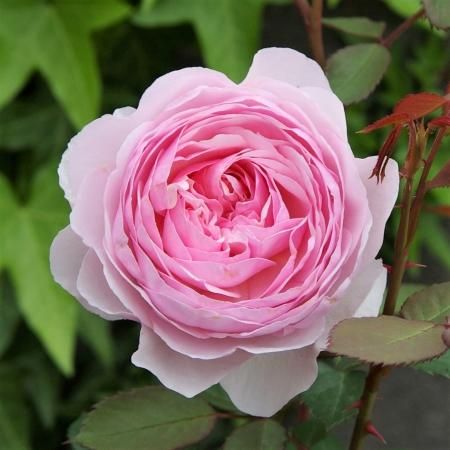 オリビア ローズ オースチン Hikari Flower Organic Rose Nursery