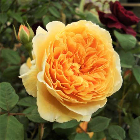 クラウン プリンセス マルガリータ Hikari Flower Organic Rose Nursery
