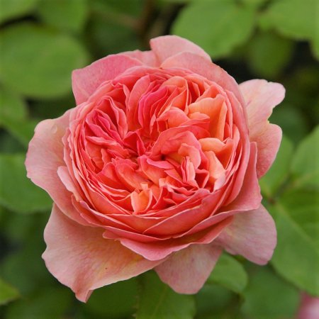 かおりかざり Hikari Flower Organic Rose Nursery