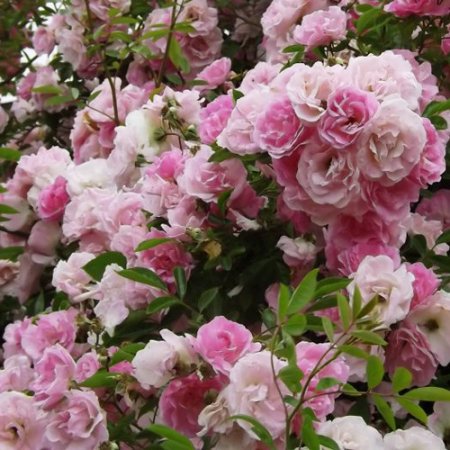 ピンク サマー スノー 春がすみ Hikari Flower Organic Rose Nursery