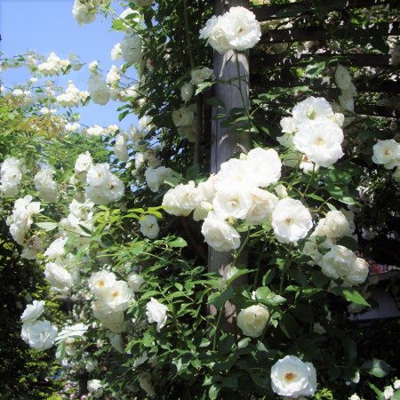 アイスバーグ つる Hikari Flower Organic Rose Nursery