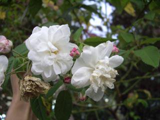 エメ ヴィベール Hikari Flower Organic Rose Nursery