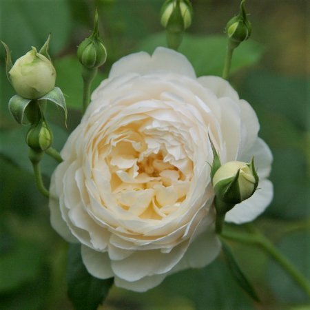 ウィンダミア Hikari Flower Organic Rose Nursery