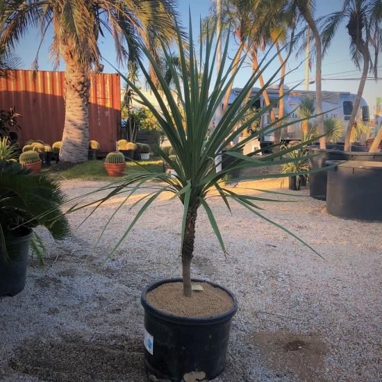 Cordyline Australis コルジリネ オーストラリス ニオイシュロラン ドライガーデン カリフォルニアスタイルの植木販売 サボテン ユッカ アガベ ヤシの木等シンボルツリーはオーシャンサイドガーデンへ