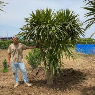 Cordyline Australis コルジリネ オーストラリス ニオイシュロラン 50 圏内配送無料 植込み込 1年間枯木保証付 ドライガーデン カリフォルニアスタイルの植木販売 サボテン ユッカ アガベ ヤシの木等シンボルツリーはオーシャンサイドガーデンへ