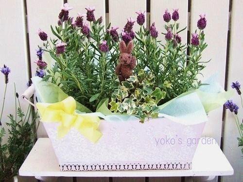 フレンチラベンダー グリーン 花プレゼントは人気のおしゃれ花鉢植え寄せ植えギフト宅配通販 Yoko S Garden
