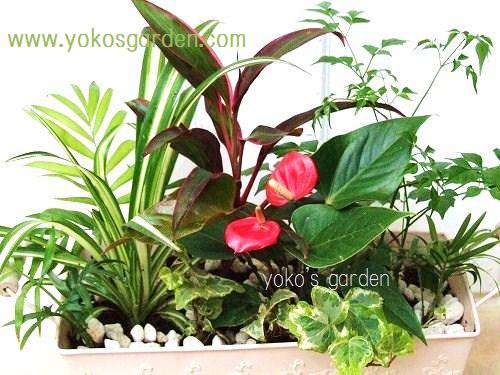 アンスリューム インテリアグリーン 花プレゼントは人気のおしゃれ花鉢植え寄せ植えギフト宅配通販 Yoko S Garden