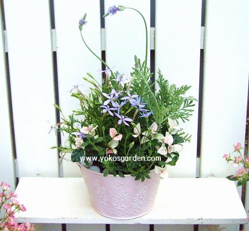 花プレゼント 初夏のラベンダー寄せ植え のプレゼントは人気の寄せ植え 鉢植えギフト通販 Yoko S Garden