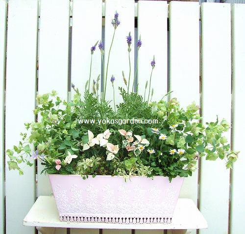 初夏のラベンダーの豪華な寄せ植え 花プレゼントは人気のおしゃれ花鉢植え寄せ植えギフト宅配通販 Yoko S Garden