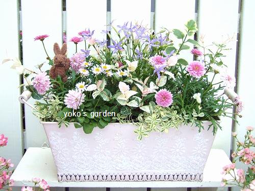 初夏のマーガレットの豪華な寄せ植え 花プレゼントは人気のおしゃれ花鉢植え寄せ植えギフト宅配通販 Yoko S Garden