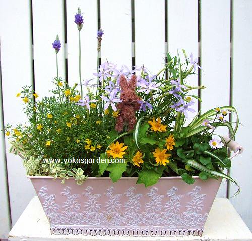夏のラベンダーの豪華な寄せ植え 花プレゼントは人気のおしゃれ花鉢植え寄せ植えギフト宅配通販 Yoko S Garden