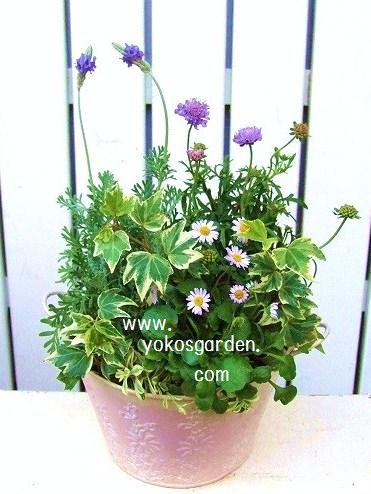 夏ラベンダー スカビオサ寄せ植え 花プレゼントは人気のおしゃれ花鉢植え寄せ植えギフト宅配通販 Yoko S Garden