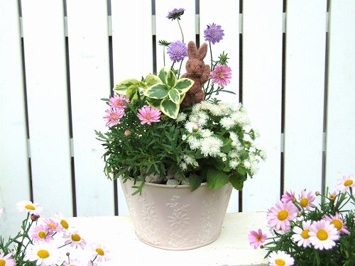 夏スカビオサ マーガレットの寄せ植え 花プレゼントは人気のおしゃれ花鉢植え寄せ植えギフト宅配通販 Yoko S Garden