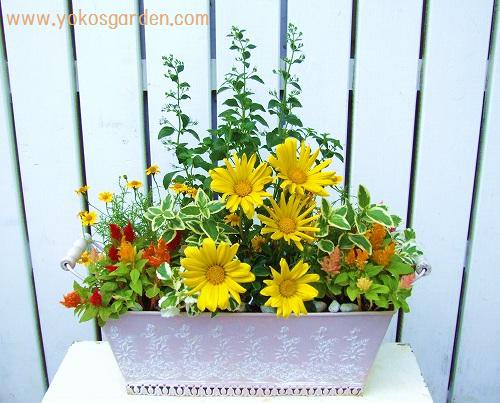 明るい黄色系のお花とハーブの豪華な寄せ植え 花プレゼントは人気のおしゃれ花鉢植え寄せ植えギフト宅配通販 Yoko S Garden