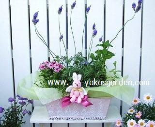 レースラベンダー ハーブの寄せ鉢 花プレゼントは人気のおしゃれ花鉢植え寄せ植えギフト宅配通販 Yoko S Garden