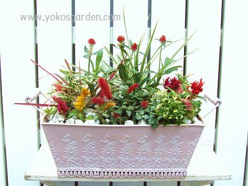 夏のキャッツテールの寄せ植え 花プレゼントは人気のおしゃれ花鉢植え寄せ植えギフト宅配通販 Yoko S Garden