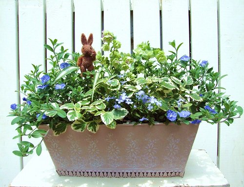 夏のアメリカンブルー ハーブの寄せ植え 花プレゼントは人気のおしゃれ花鉢植え寄せ植えギフト宅配通販 Yoko S Garden