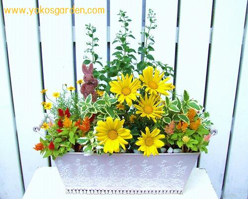 明るい黄色系のお花とハーブの豪華な寄せ植え 花プレゼントは人気のおしゃれ花鉢植え寄せ植えギフト宅配通販 Yoko S Garden