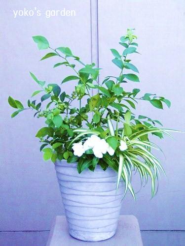 ブルーベリーの寄せ植え 送料無料 花プレゼントは人気のおしゃれ花鉢植え寄せ植えギフト宅配通販 Yoko S Garden