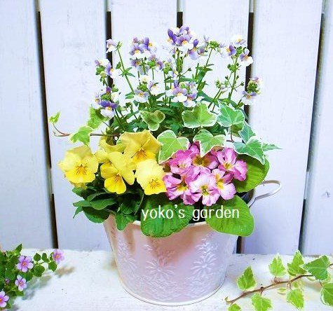 花プレゼント ネメシアのかわいい寄せ植え 花のプレゼントは人気の寄せ植え 鉢植えギフト通販 Yoko S Garden